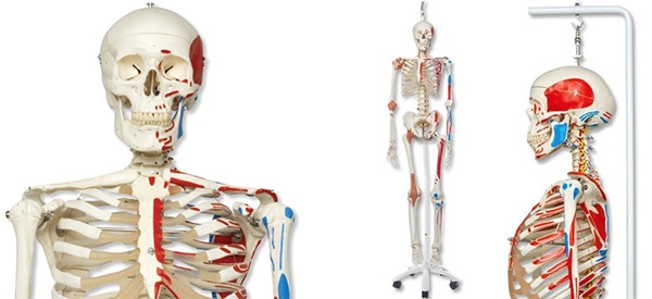 human-skeleton-models