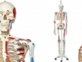 human-skeleton-models