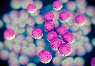 MRSA bacteria or superbug bacteria