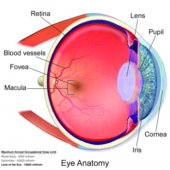 Blausen_0389_EyeAnatomy