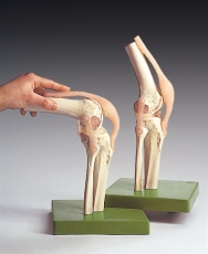 Functional Model of the Knee Joint