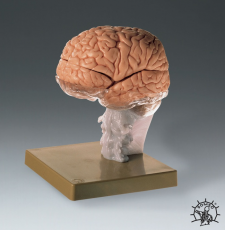 Brain Demonstration Model