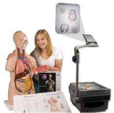 Human Anatomy Torso Model and Instructor