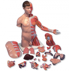 Deluxe Dual Sex Torso With Muscular Arm Model 33-Part