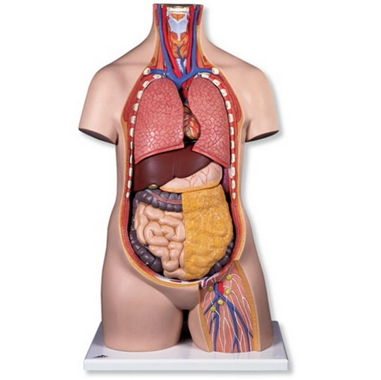 Human Figure Coursework Guide