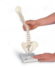 Mini Vertebral Column on Stand - Flexible