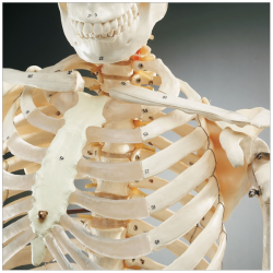 budget-bucky-skeleton