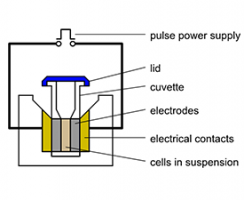 electroporation-diagram