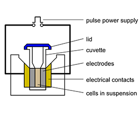 What Is Electroporation Universal Medical Blog Plant materials are incubated in a buffer solution. what is electroporation universal