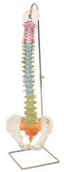 Didactic Flexible Spine Model
