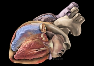 Heart Anatomy: February is American Heart Month!