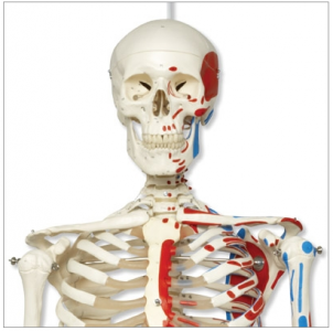 max-the-muscle-skeleton-on-hanging-roller-stand