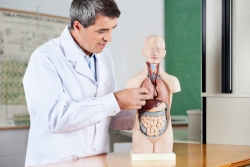 Professor Analyzing Anatomical Model At Desk