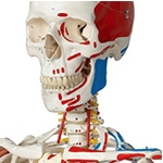 human-skeleton-model-thumb