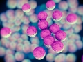 MRSA bacteria or superbug bacteria
