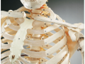 budget-bucky-skeleton