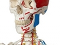 human-skeleton-model-thumb