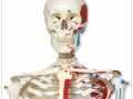 max-the-muscle-skeleton-on-hanging-roller-stand