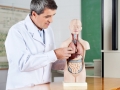 Professor Analyzing Anatomical Model At Desk